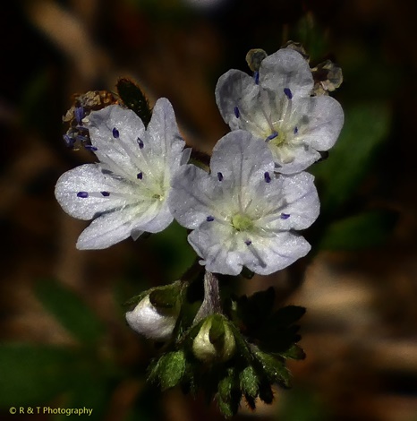 {Phacelia dubia}